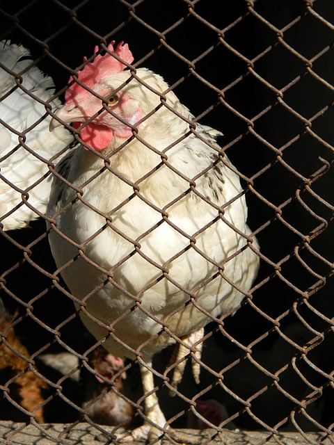 关键因素之 关键因素之